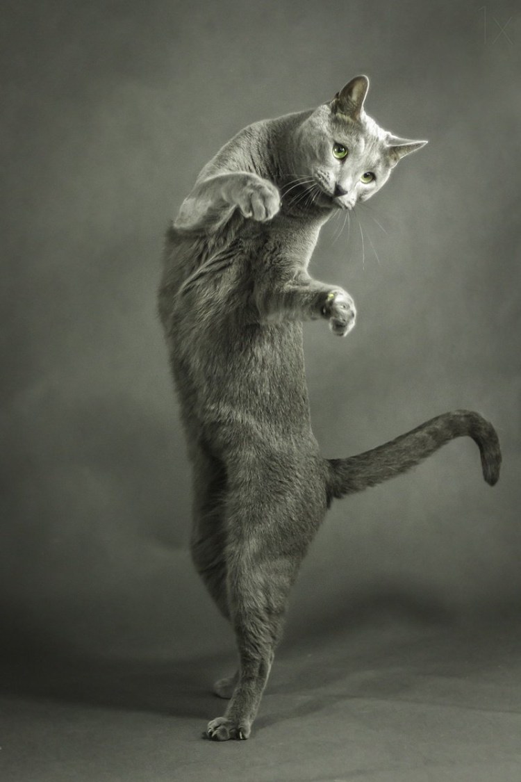 Котик на задних лапках