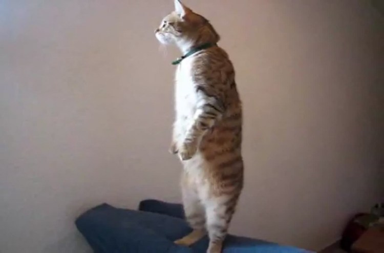 Кошка на задних лапах на белом фоне