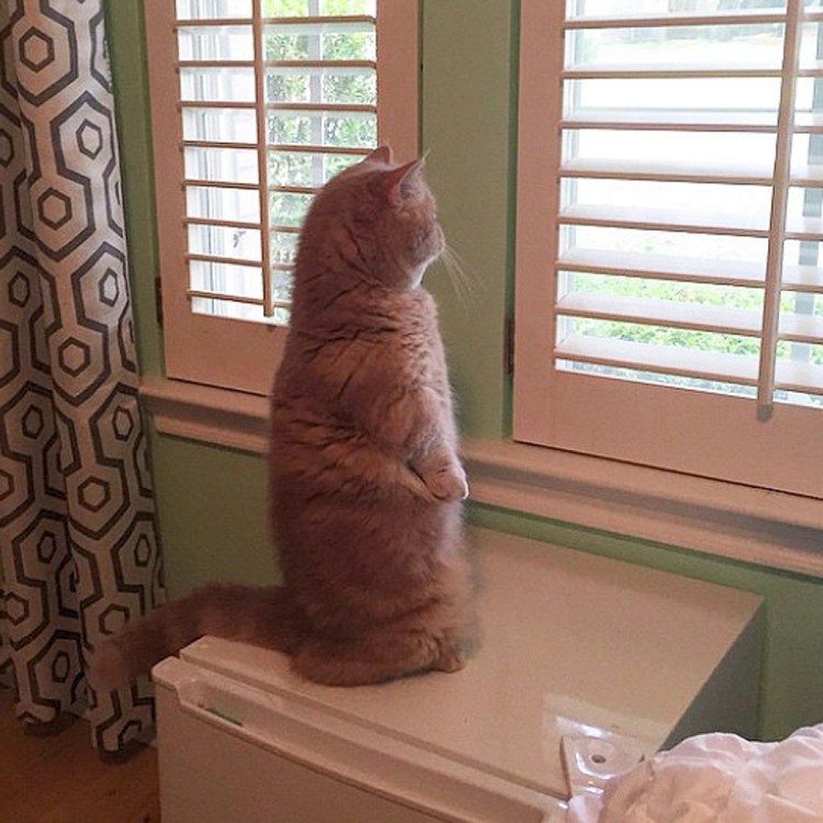 Кот стоящий на двух лапах