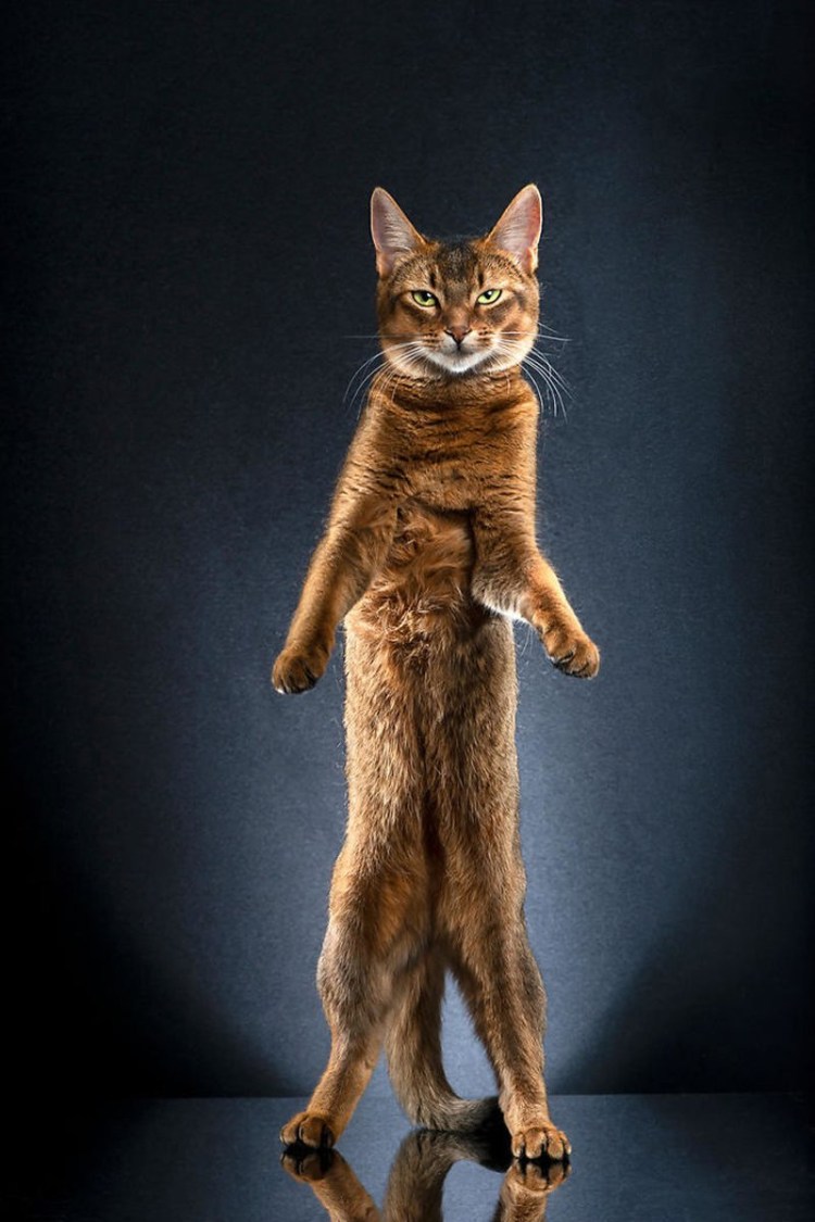 Котик на задних лапках