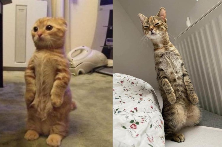 Шотландская вислоухая кошка суслик