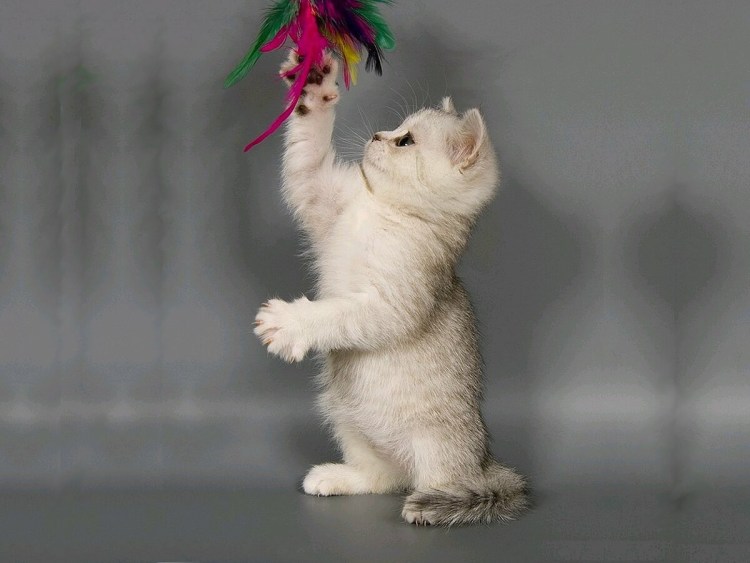 Котик сидит на задних лапках