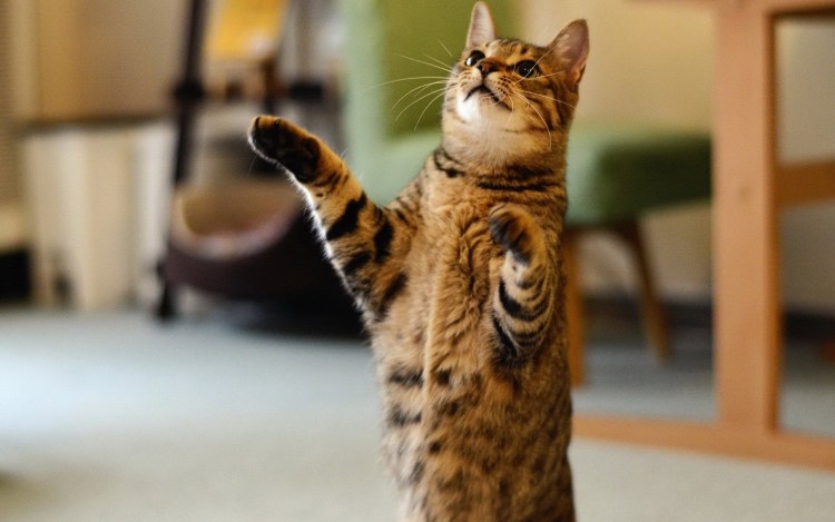 Рыжий кот на задних лапах