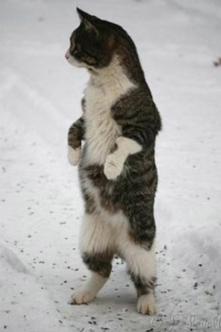 Кротик на задних лапках