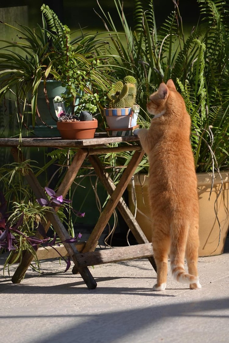 Котик на задних лапках