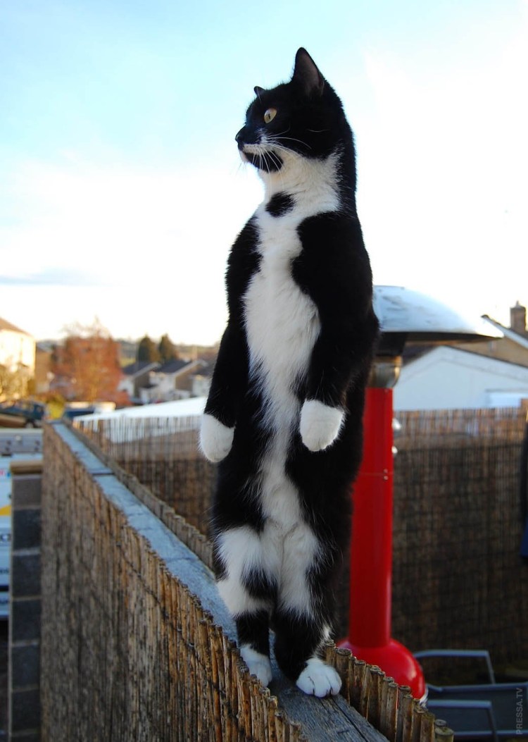 Жалостливый котик