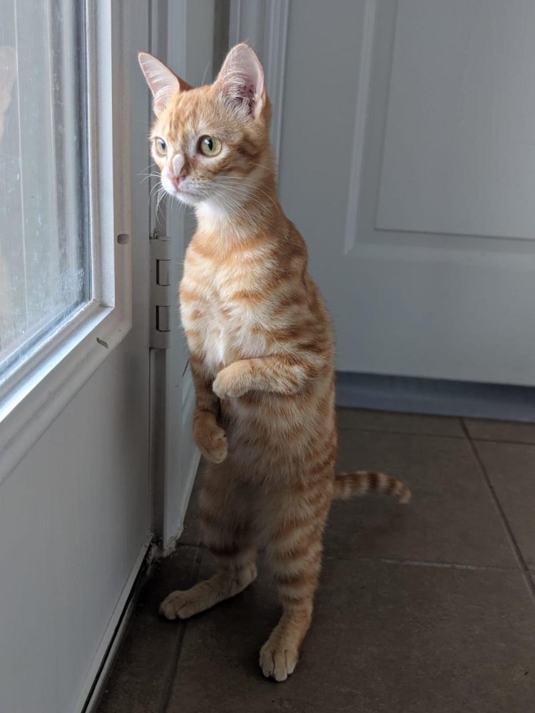 Танцующий кот