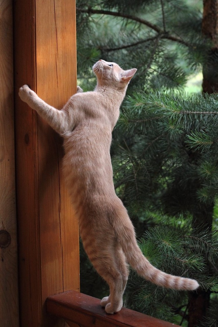 Толстый Крот на задниз лапах