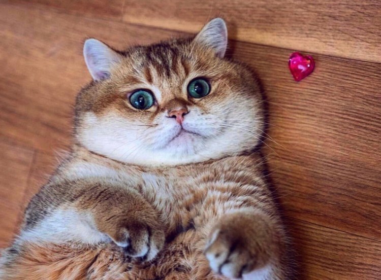 Хосико кот порода