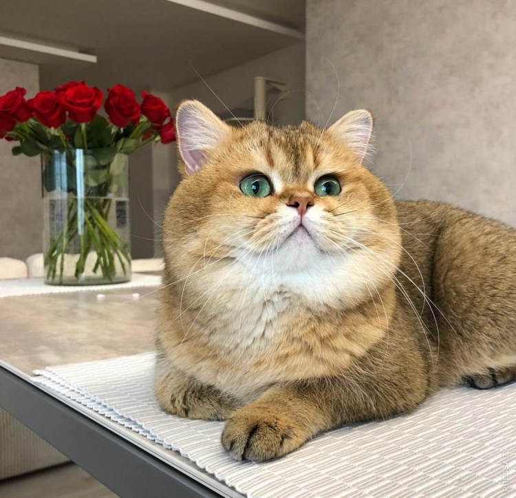 Кот с щеками