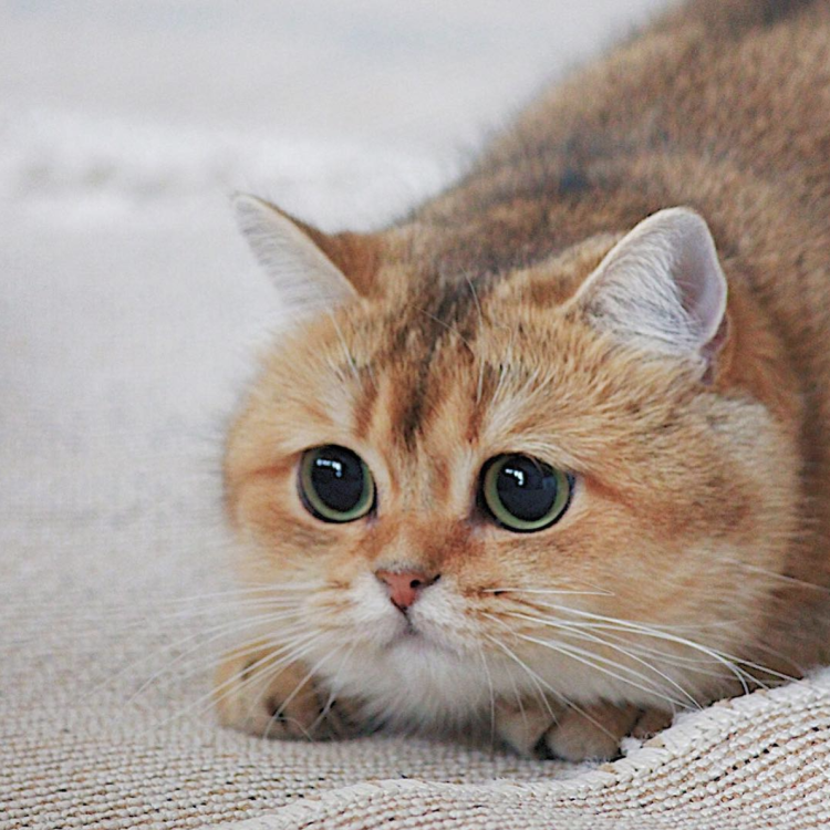 Хосико кот порода