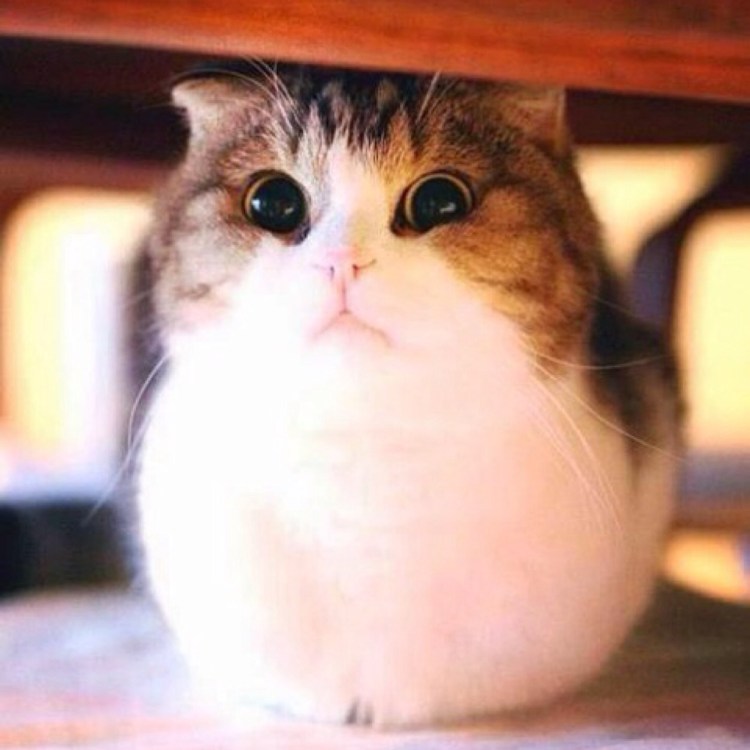 Золотая шиншилла Писко