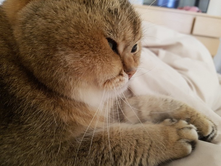 Британская Золотая шиншилла Хосико