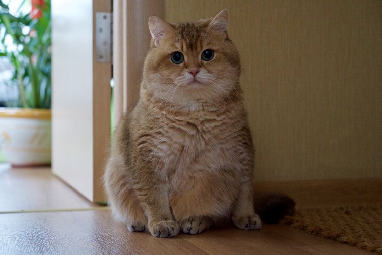 Хосико кот порода