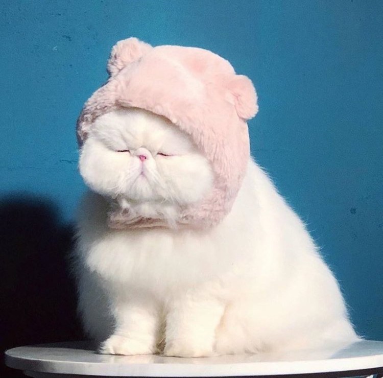 Милый толстый кот