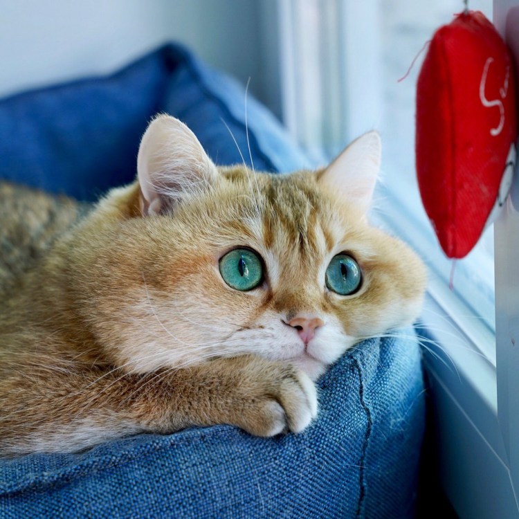 Щекастые породы кошек