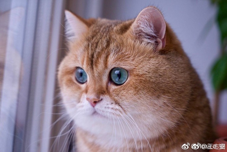 Хосико кот порода