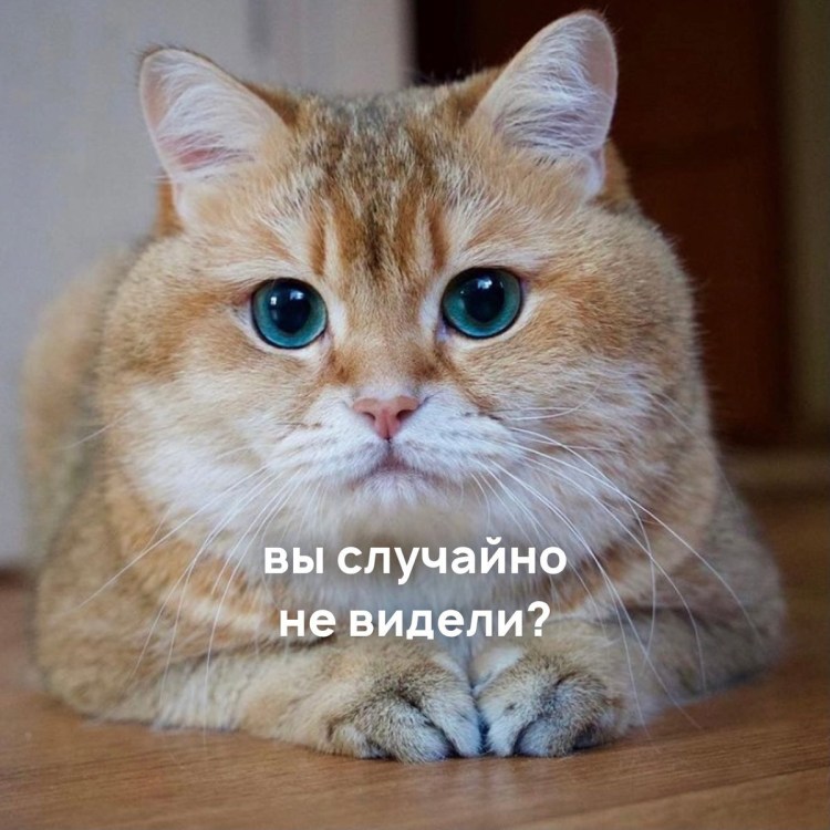 Толстенькие котятки