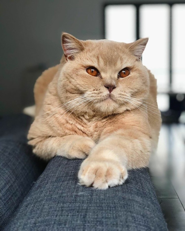 Котик с щечками