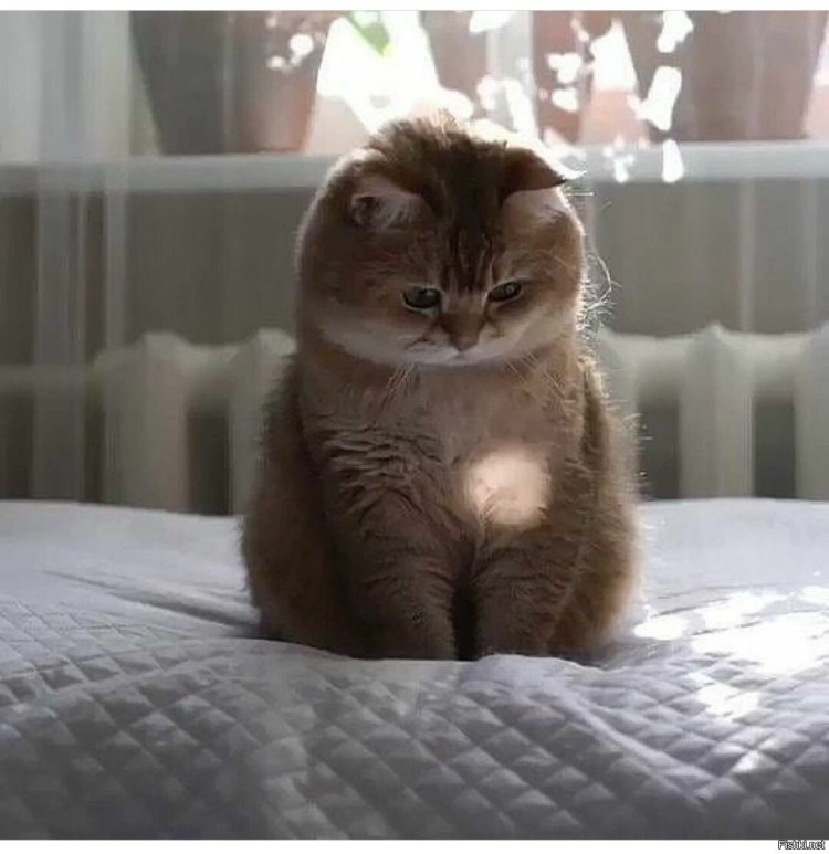 Кот с толстыми щеками