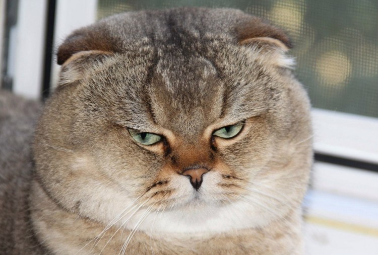 Пухлый котенок