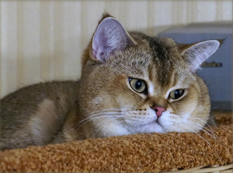 Кот с толстыми щеками