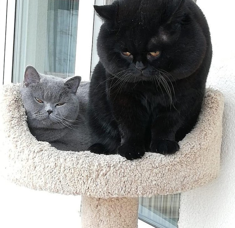 Британская Золотая шиншилла Манчкин