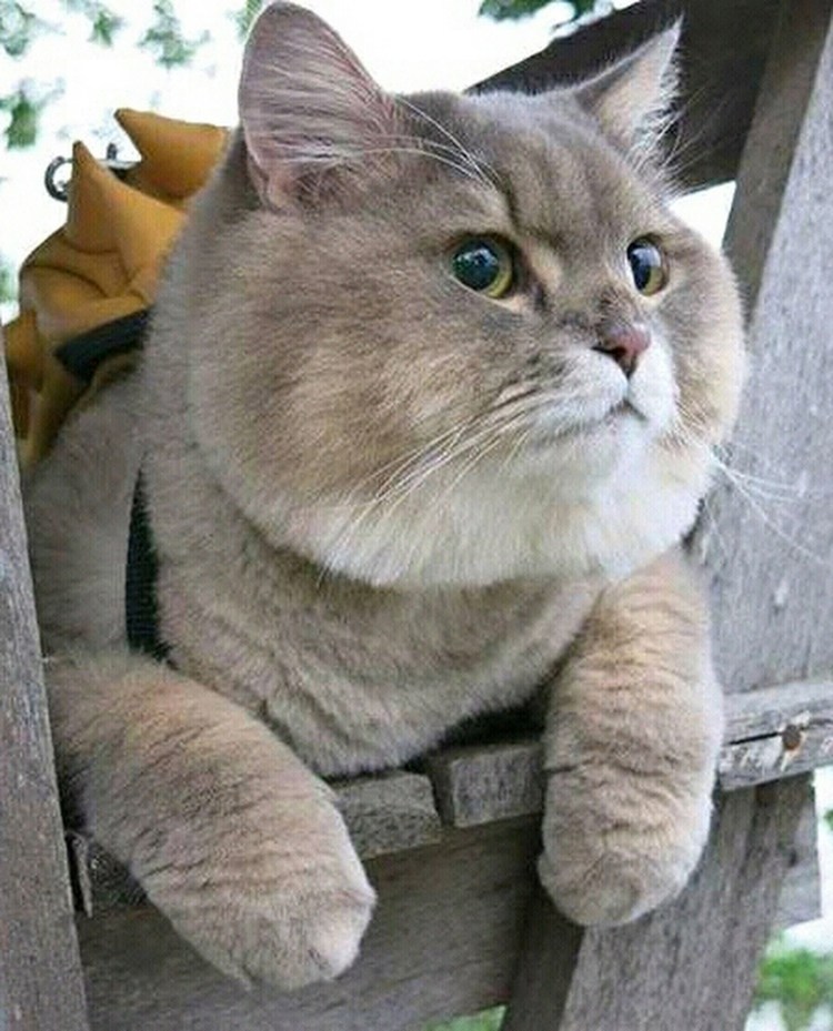 Хосико кот порода