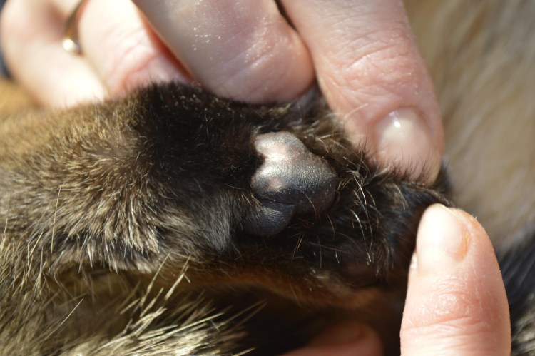 Шишка на задней лапе у собаки