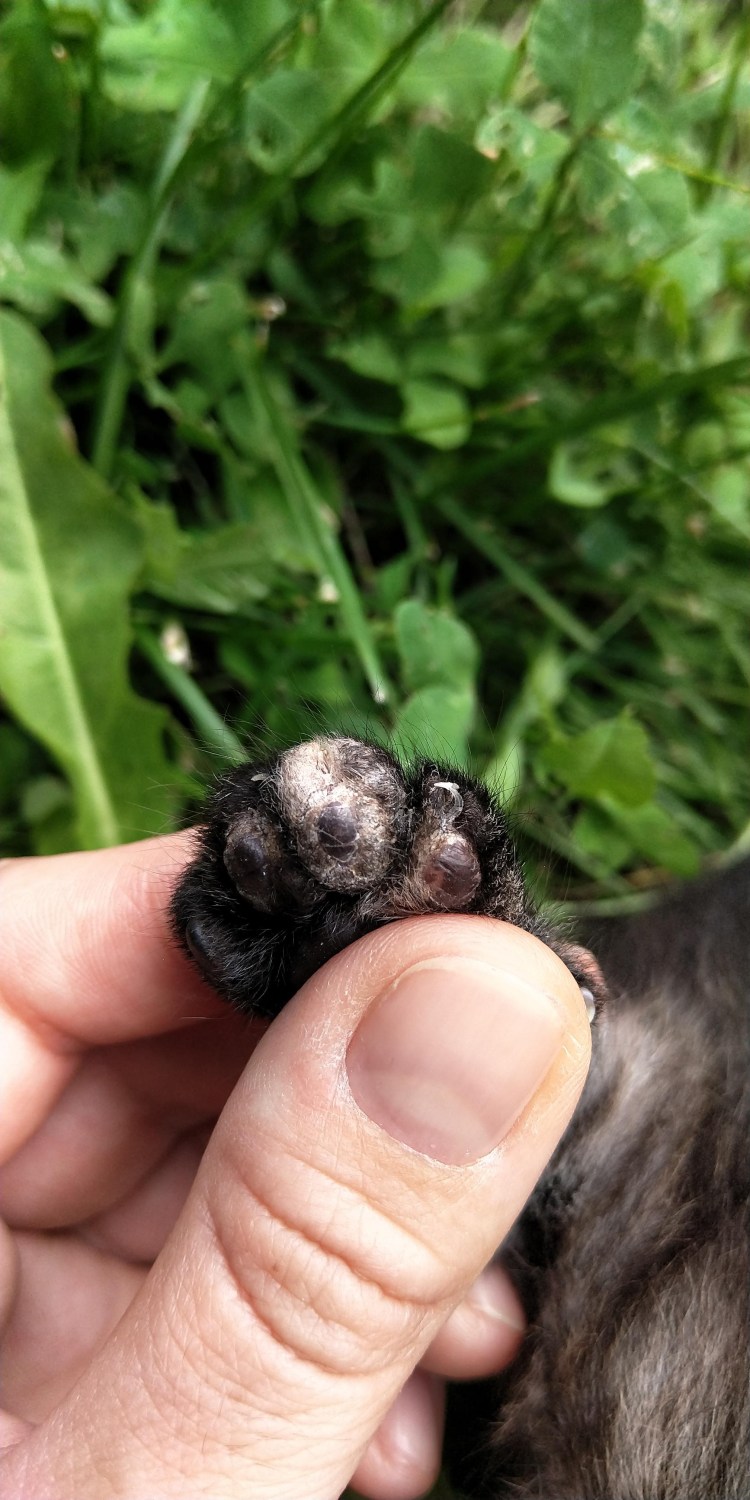 Опухли подушечки лап у собаки