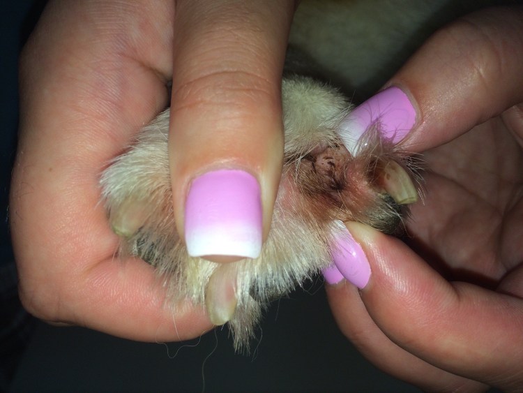 Бородавки у йоркширского терьера