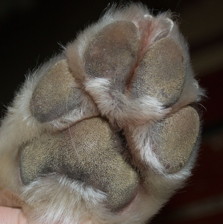 Надрыв связок коленного сустава у собаки