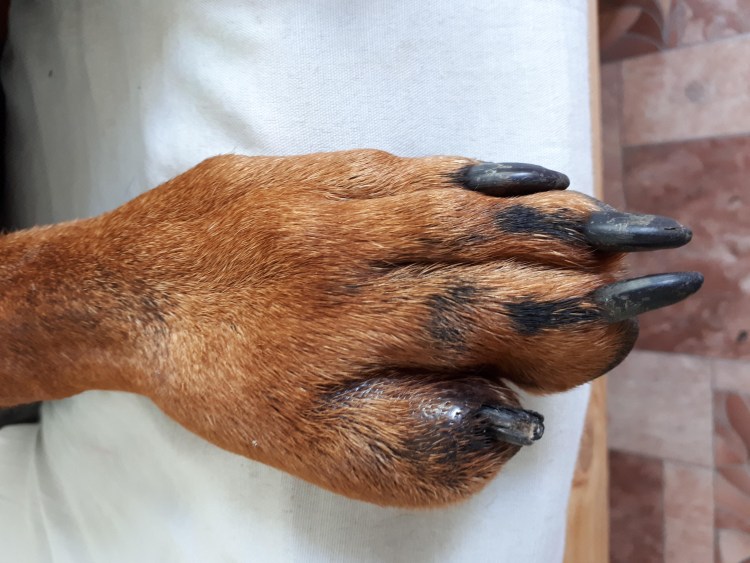 Лапа собаки