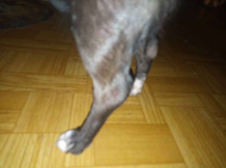 Восеашмлась подушечка на лапе у кота