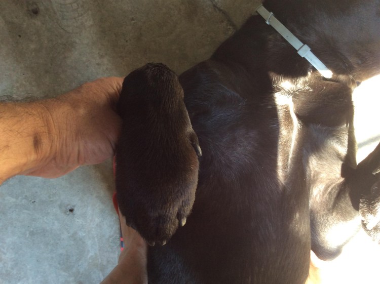 Эпителиотропная лимфома у собак