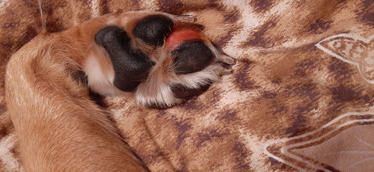 Лапа собаки