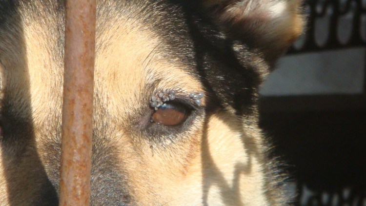 Короста на лапе собаки