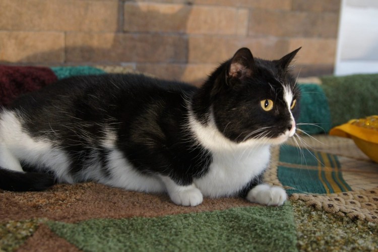 Кот маркизного окраса