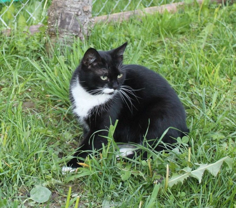 Порода Маркиз