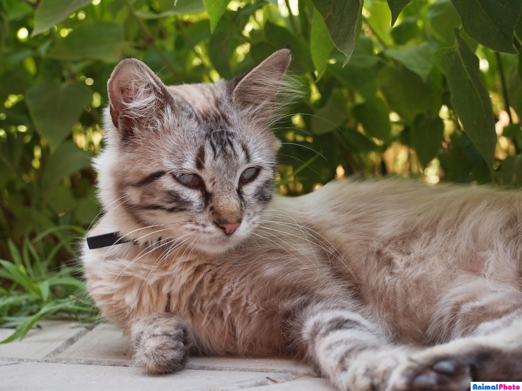 Порода кошек Маркиз