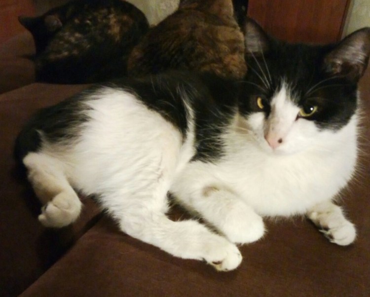 Окрас кота Маркиз серый