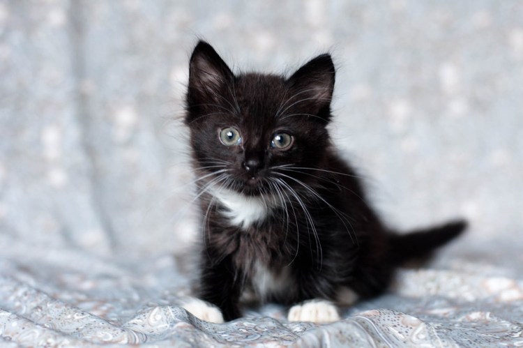 Черный кот окрас Маркиз