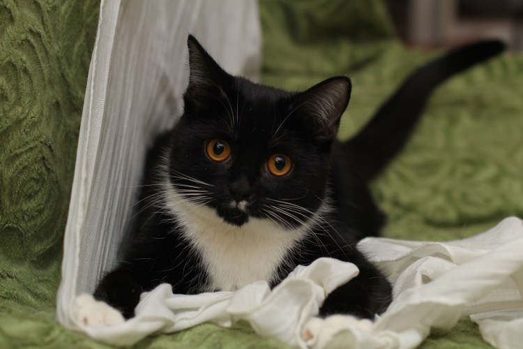 Норвежский Лесной кот белый