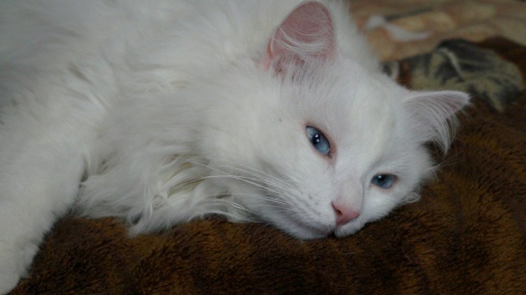 Окрас Маркиз у кошек