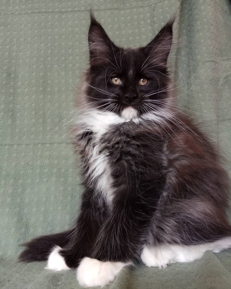 Кот Мейн кун черно белый