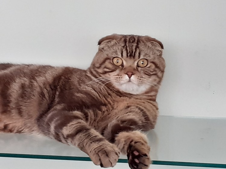 Кот расцветка Маркиз