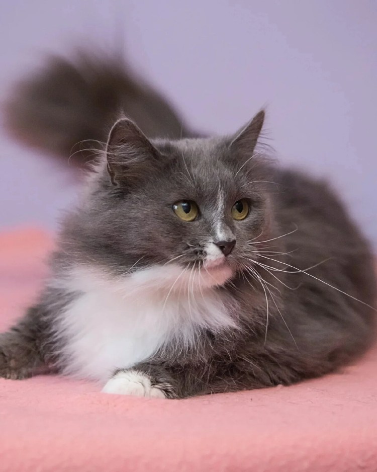 Порода котов Маркиз