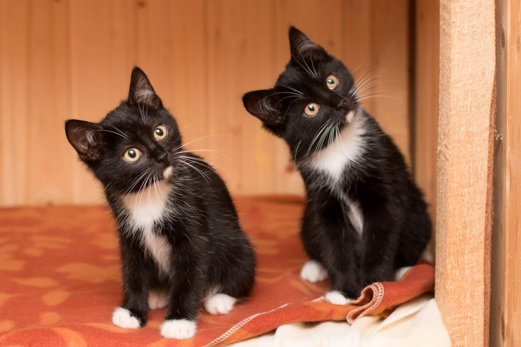 Котенок Маркиз