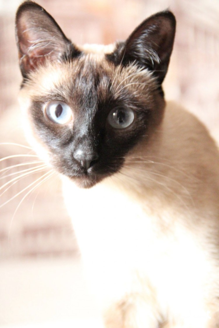 Кошечка маркиза фото