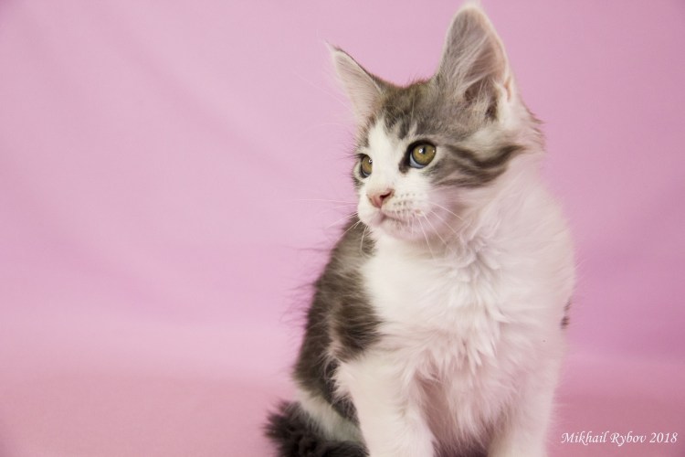 Чёрный кот малыш